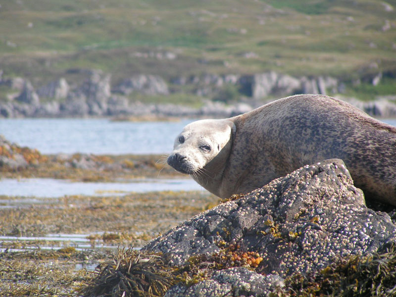 Wildlife In Wales Wilderness England