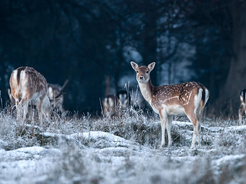 Fallow Deer At Twilight