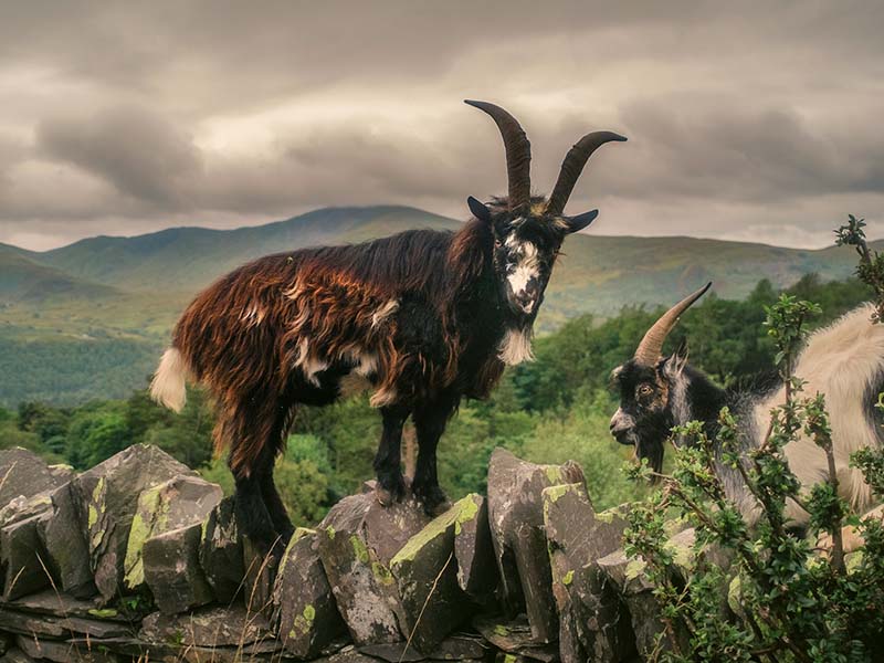 Goats Of Blaenau Ffestiniog