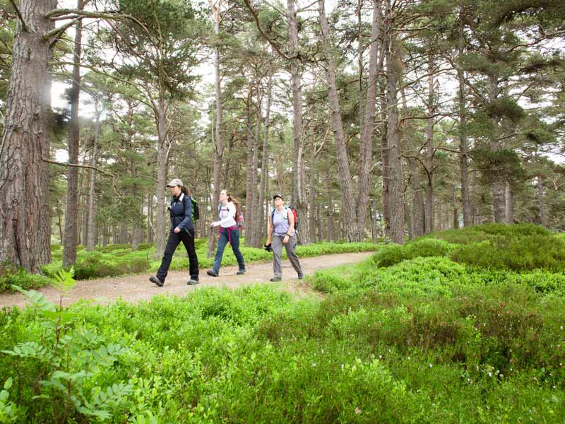 National Parks of the UK Walking Holiday | Wilderness England