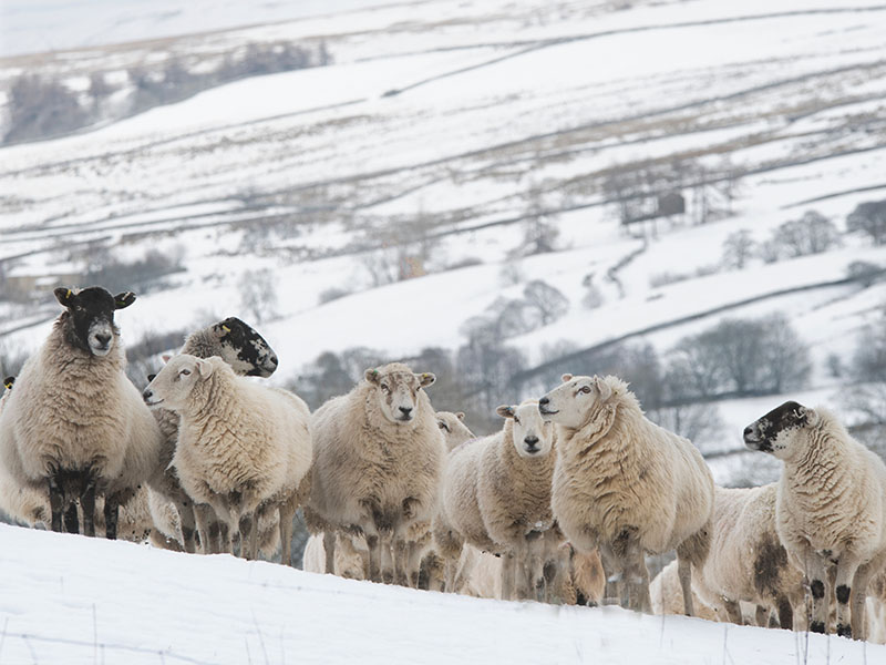 Sheep Wintering in The Yorkshire Dales