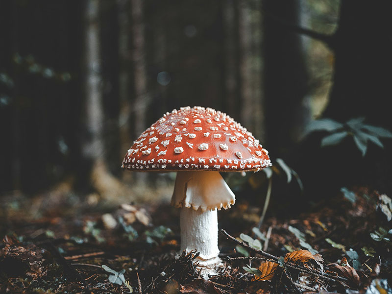 Woodland Toadstool