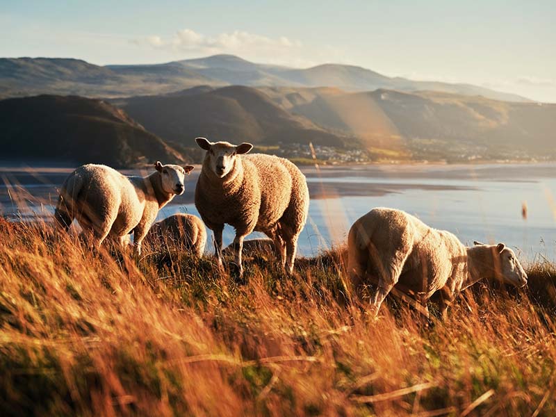 Upland Sheep Grazing