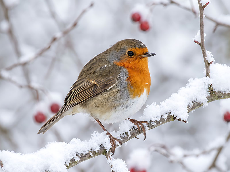 Winter Robin