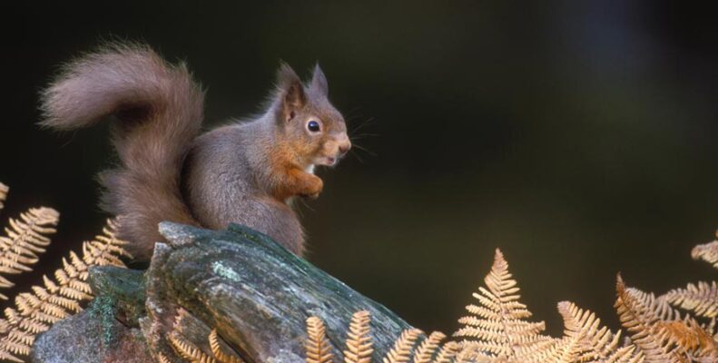 Visit Scotland in the autumn