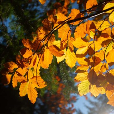 Photo of orange autumn leaves with the sun shining through from behind.