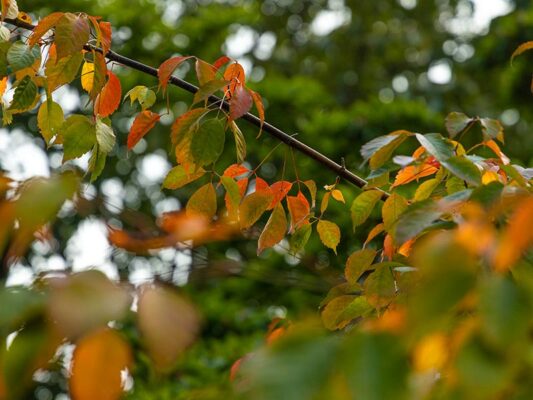 autumn colours
