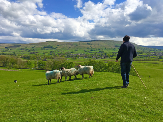 A shepherd tends his flock on a sunny day in the Yorkshire hills